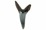 Fossil Shortfin Mako Shark Tooth - South Carolina #269967-1